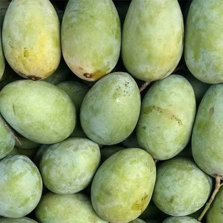 চাঁপাইনবাবগঞ্জের আম 4