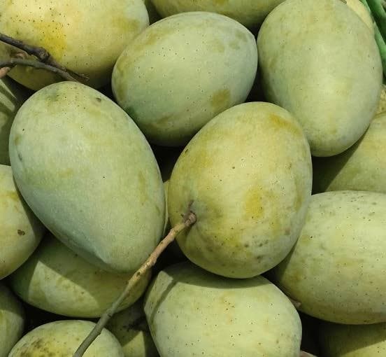 চাঁপাইনবাবগঞ্জের আম 6