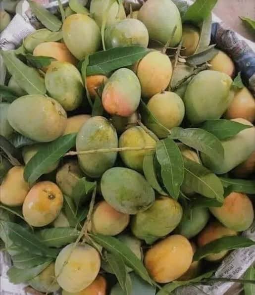 চাঁপাইনবাবগঞ্জের আম 3