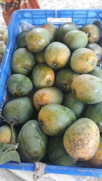 চাঁপাইনবাবগঞ্জের আম 2