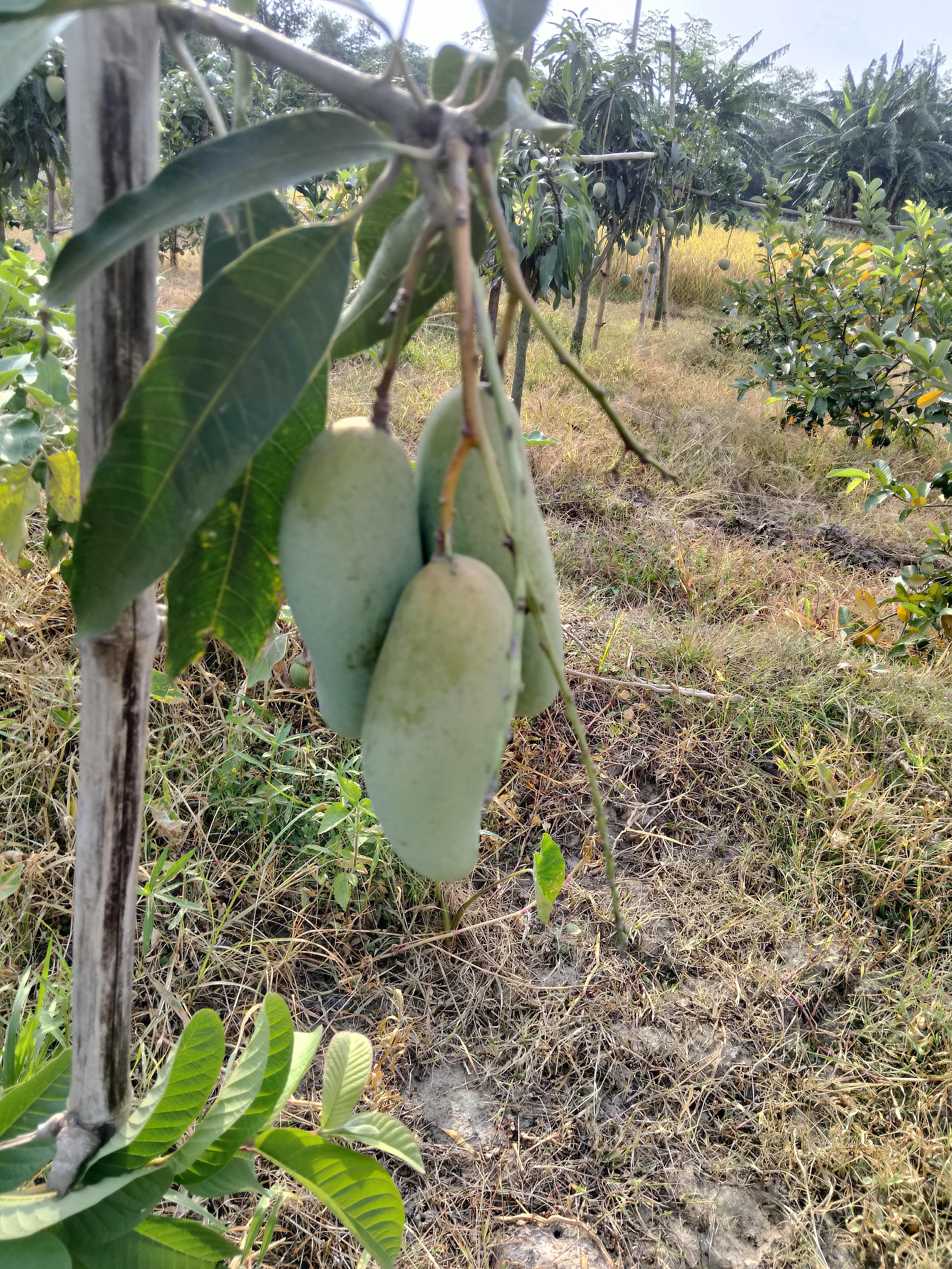ব্যানানা( BANANA)