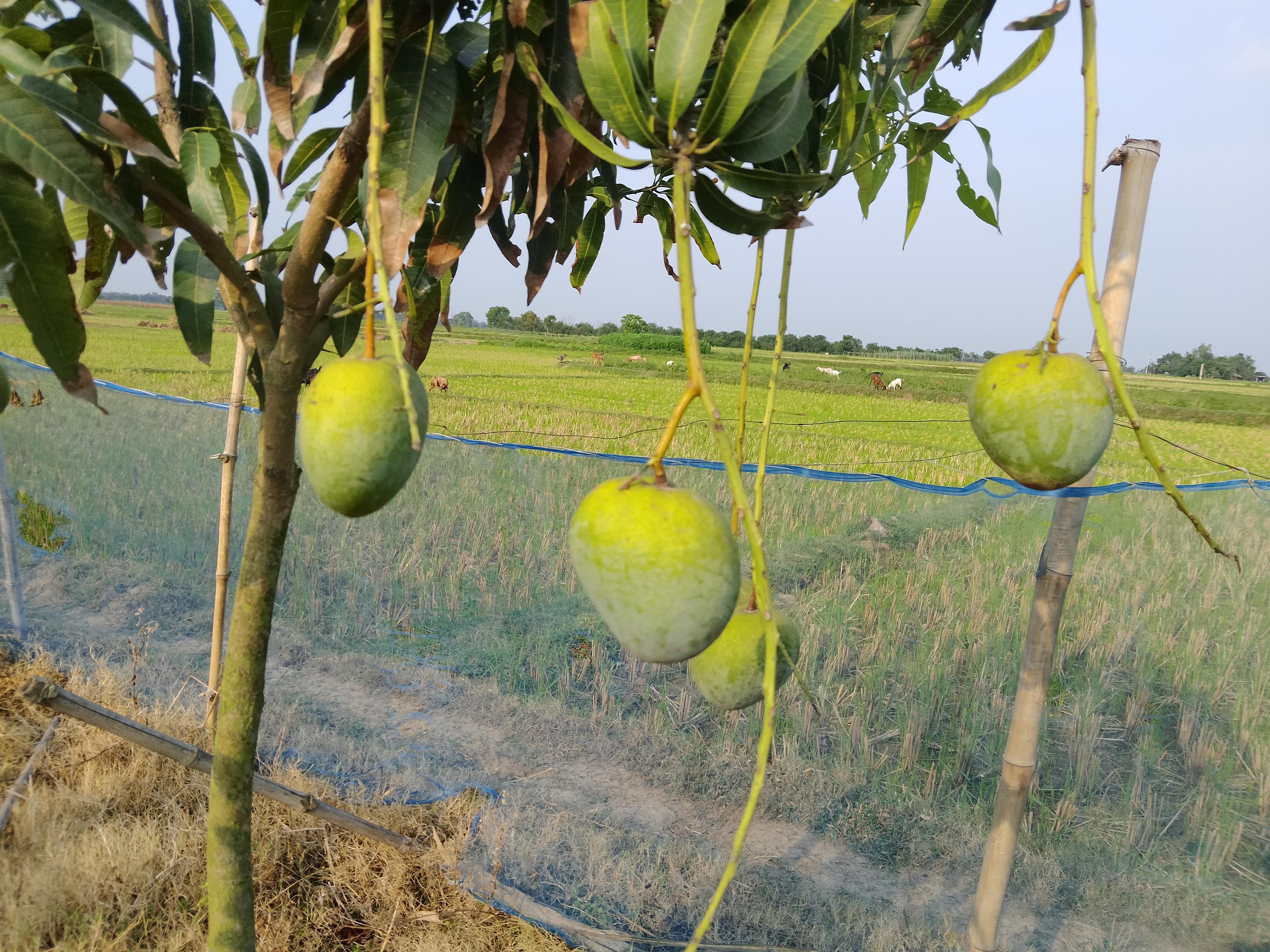 বারি ৪ (Bari-4) (প্রি ওর্ডার)